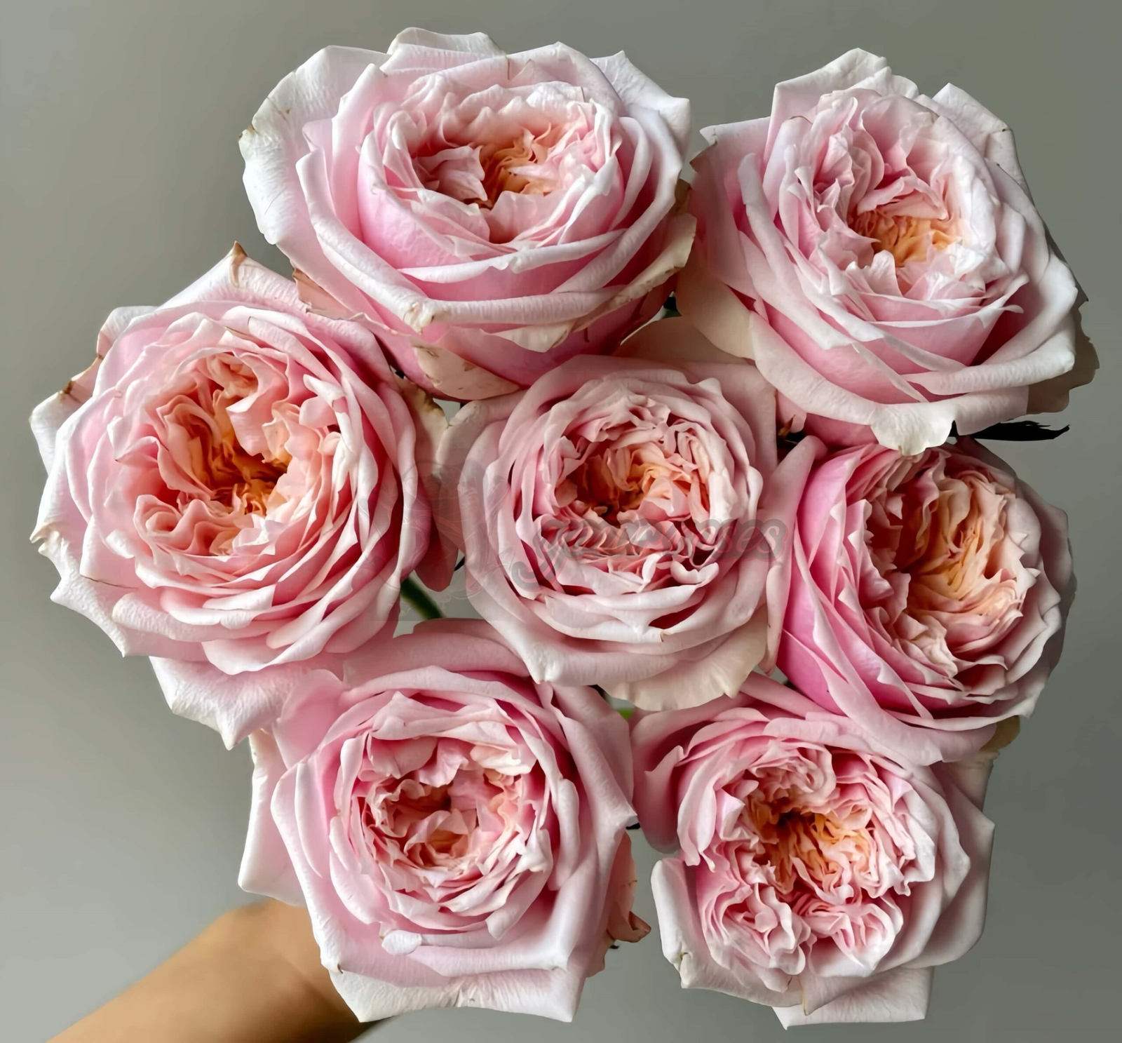 Notting Hill Rose for sale丨Your roses