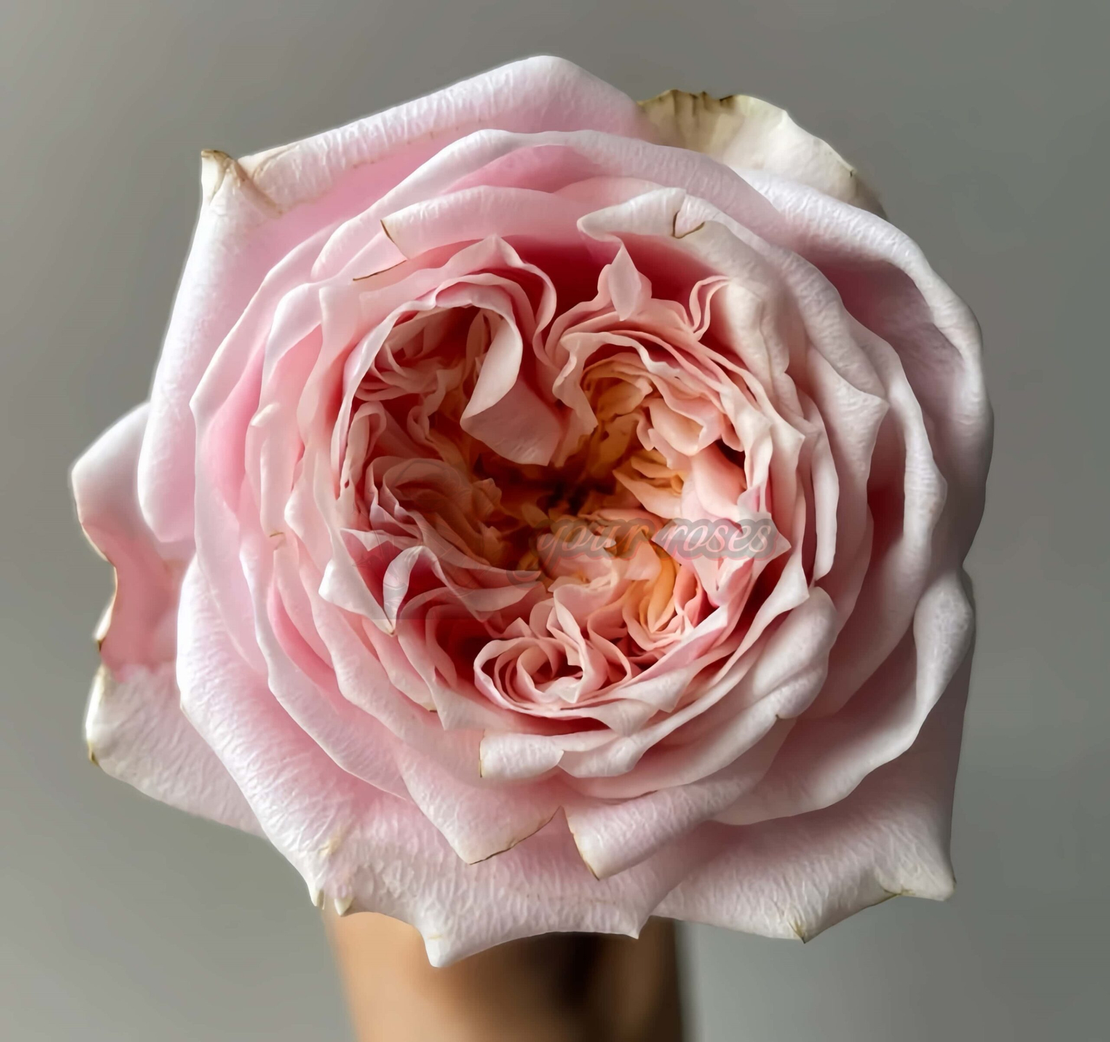 Notting Hill Rose丨Your roses