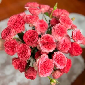 Optimistic Rose丨Your roses