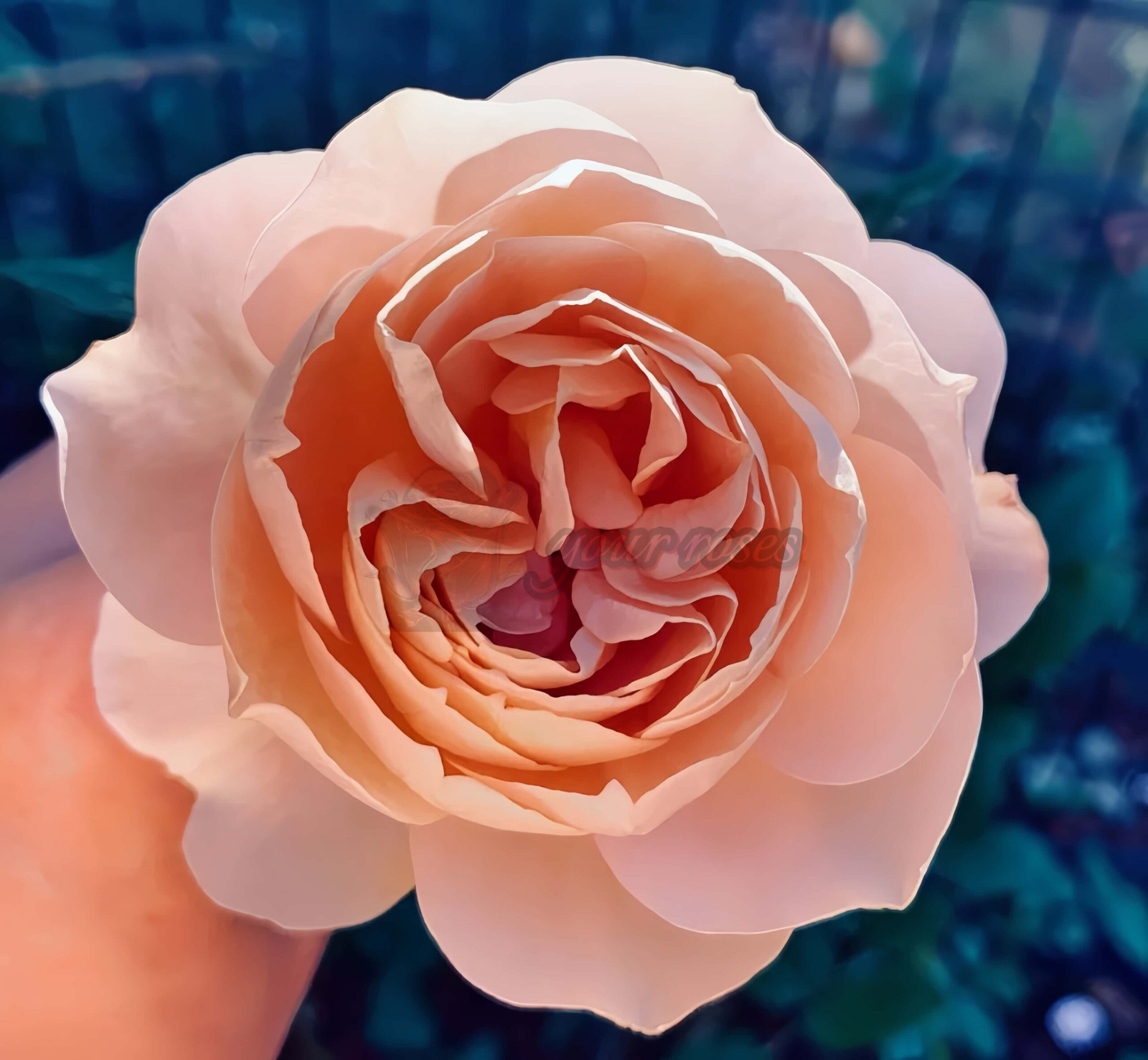 Panier Rose丨Your roses