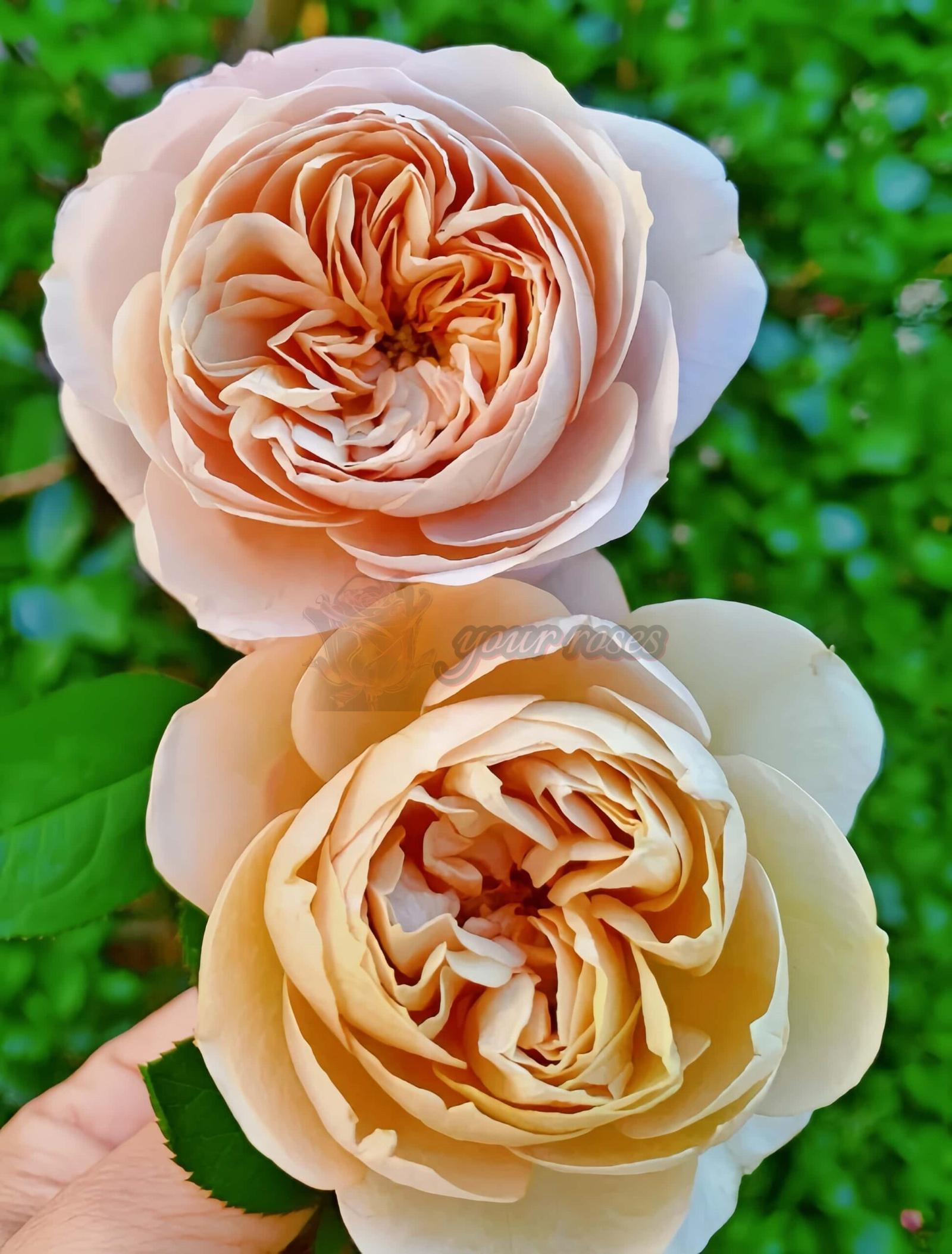 Panier Rose plant丨Your roses