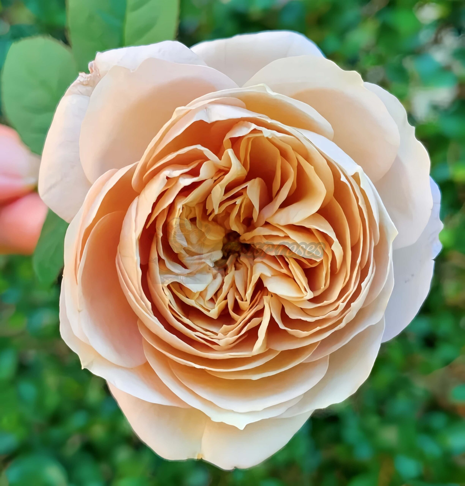 Panier Rose丨Your roses