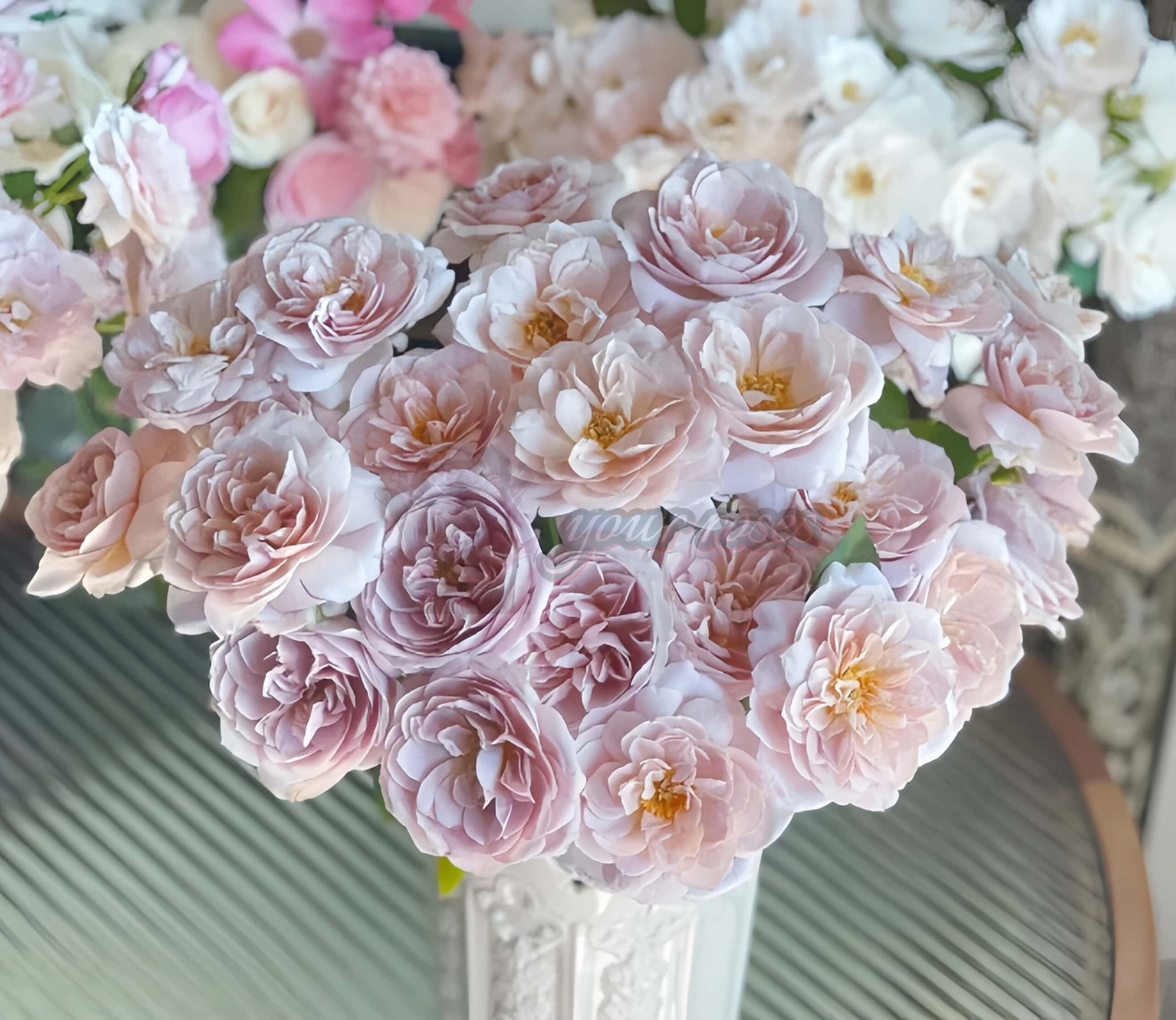 Panier Rose for sale丨Your roses