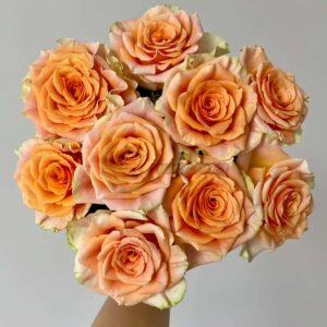 Peach X Pression Rose丨Your roses