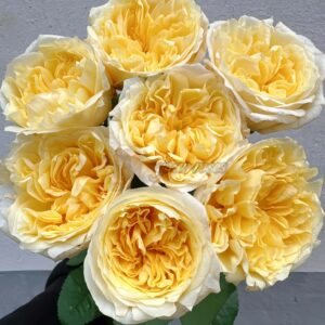 Pear Drift Rose丨Your roses