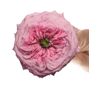 Peonikiss Rose plant丨Your roses