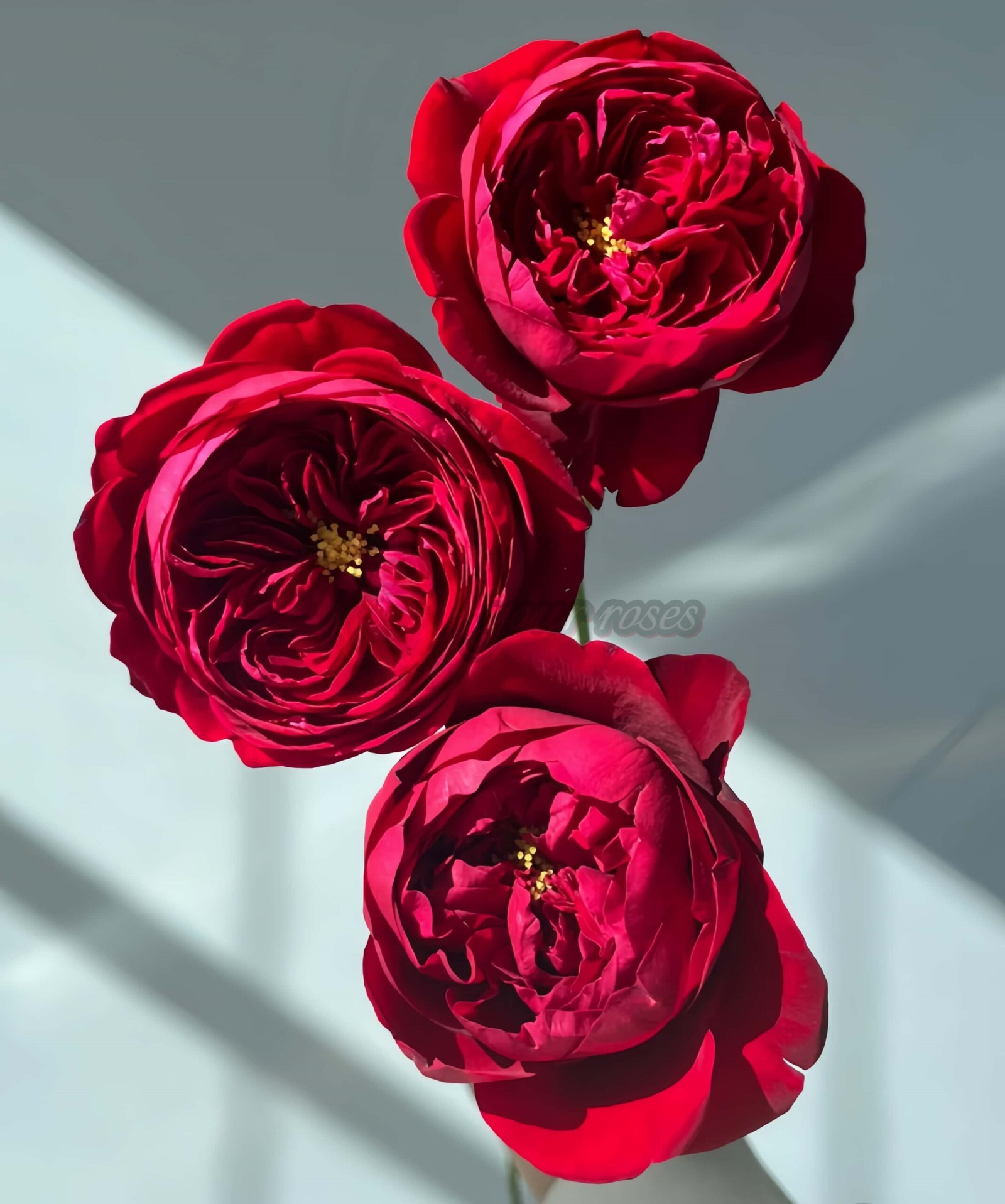 Peony Red Rose丨Your roses
