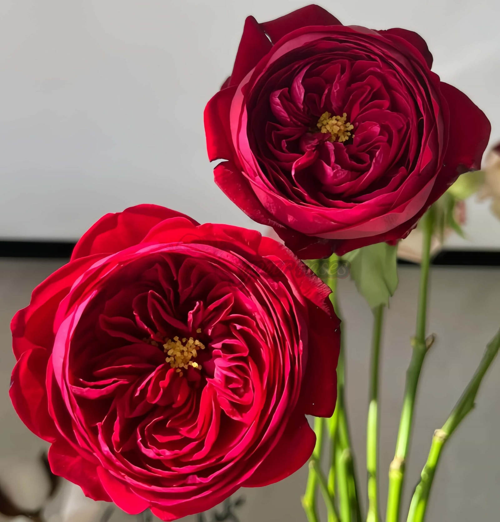 Peony Red Rose for sale丨Your roses