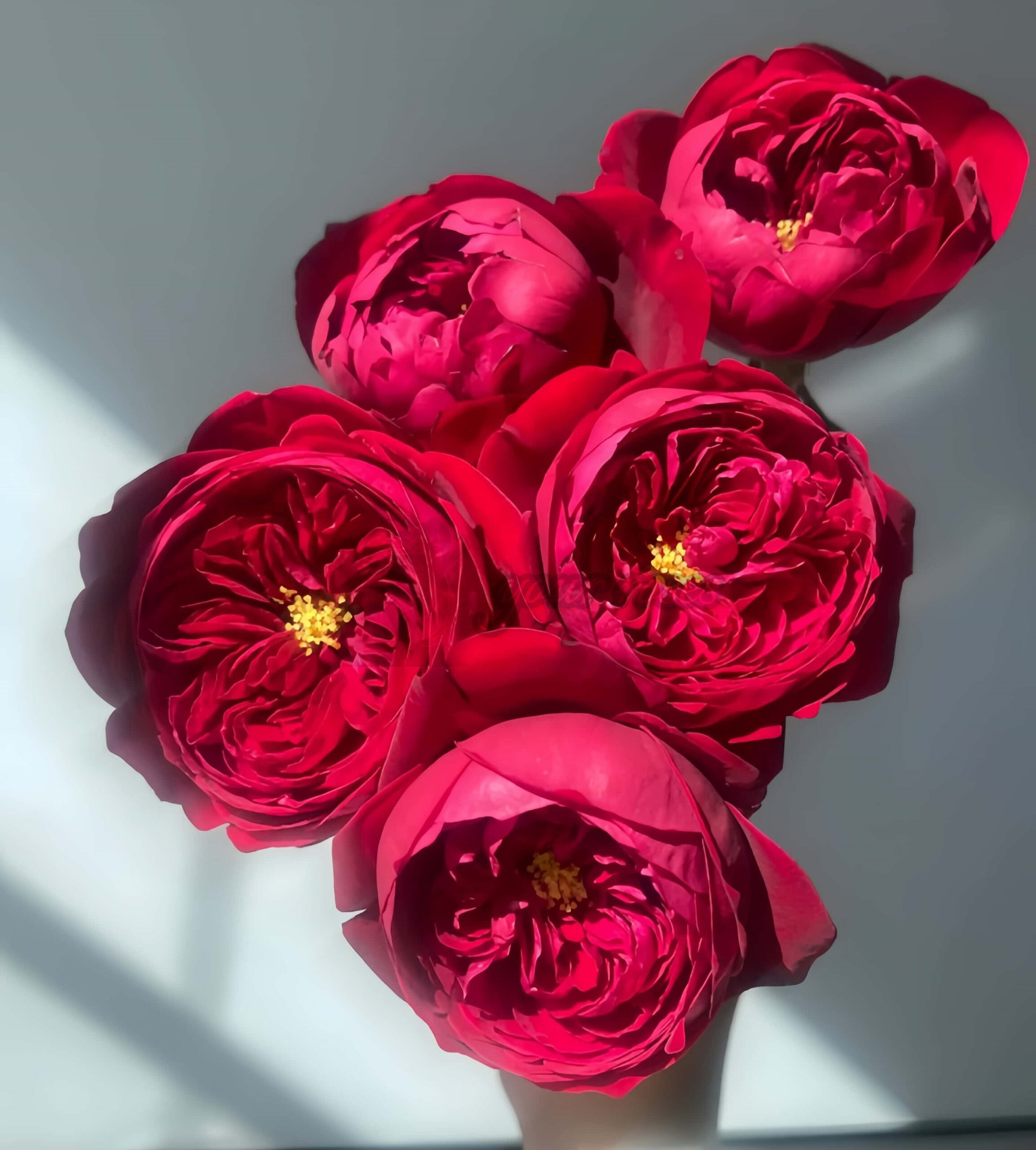 Peony Red Rose丨Your roses