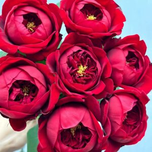 Peony Red Rose plant丨Your roses