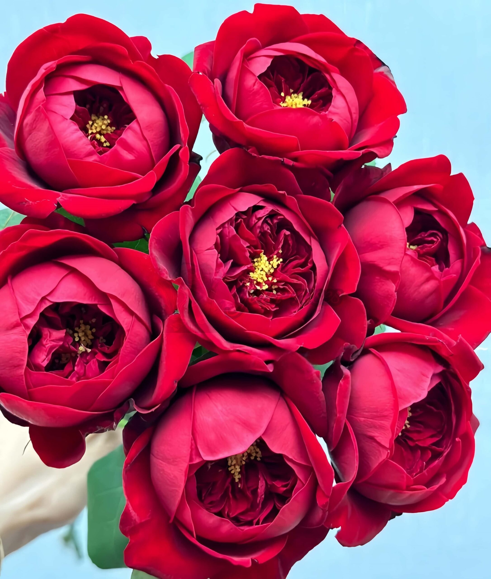 Peony Red Rose plant丨Your roses