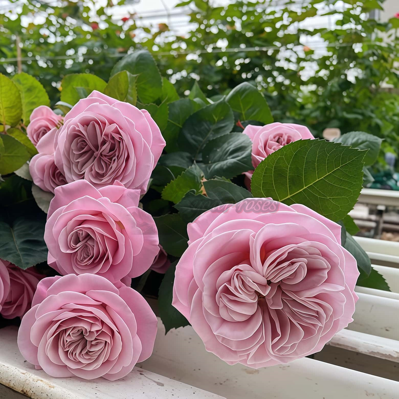 Rebellion Sweet Rose丨Your roses