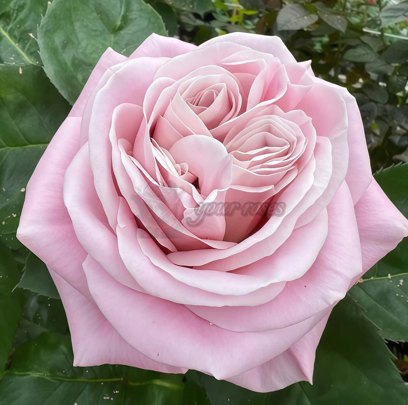 Rebellion Sweet Rose plant丨Your roses