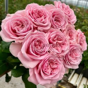 Rebellion Sweet Rose for sale丨Your roses