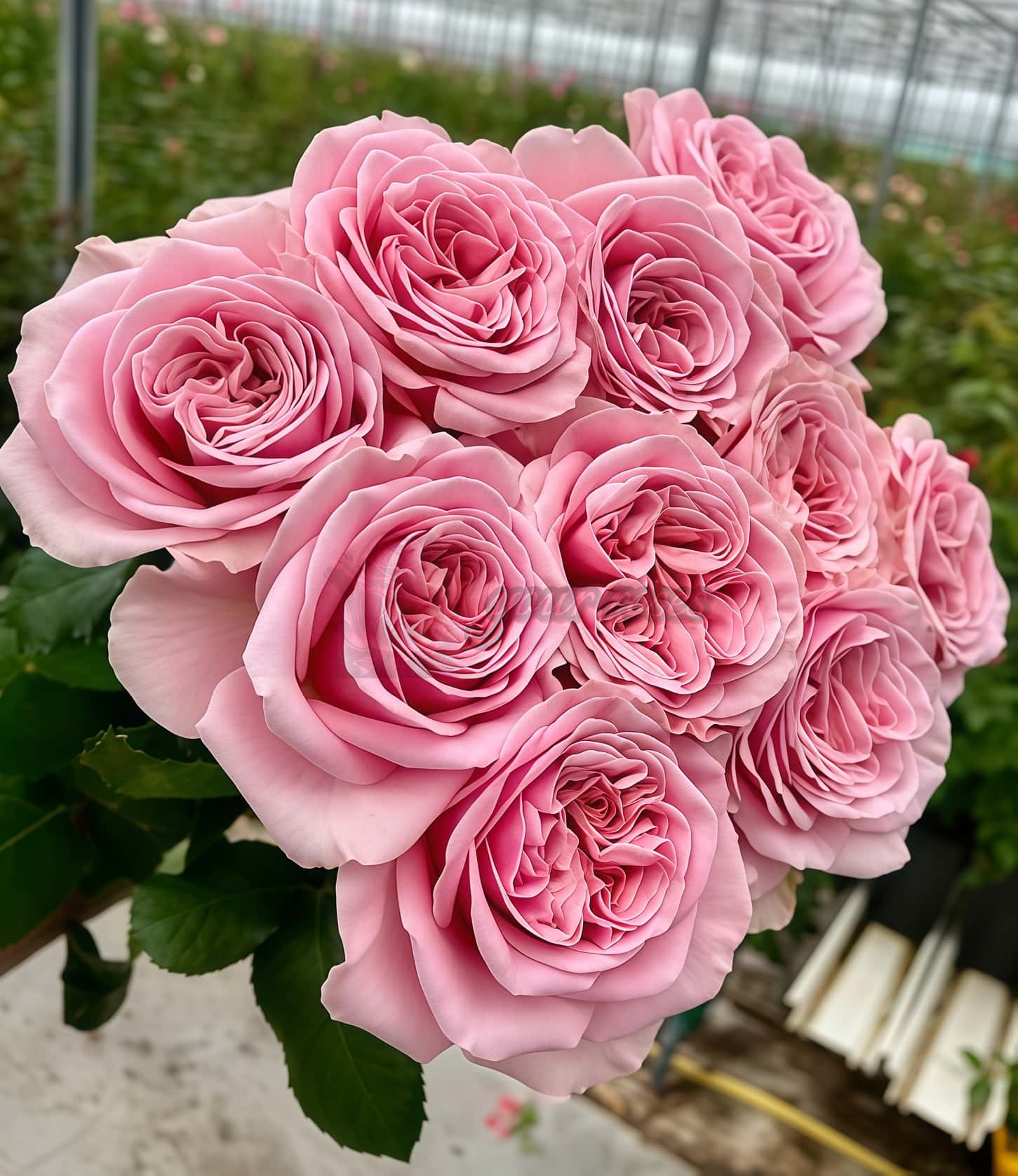 Rebellion Sweet Rose for sale丨Your roses