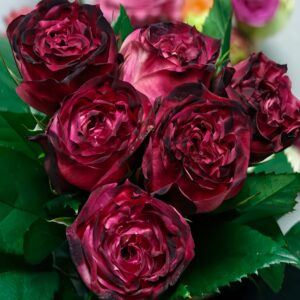 Red Jack Rose丨Your roses