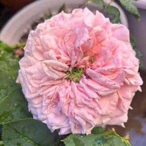 Reqent's Park Rose for sale丨Your roses