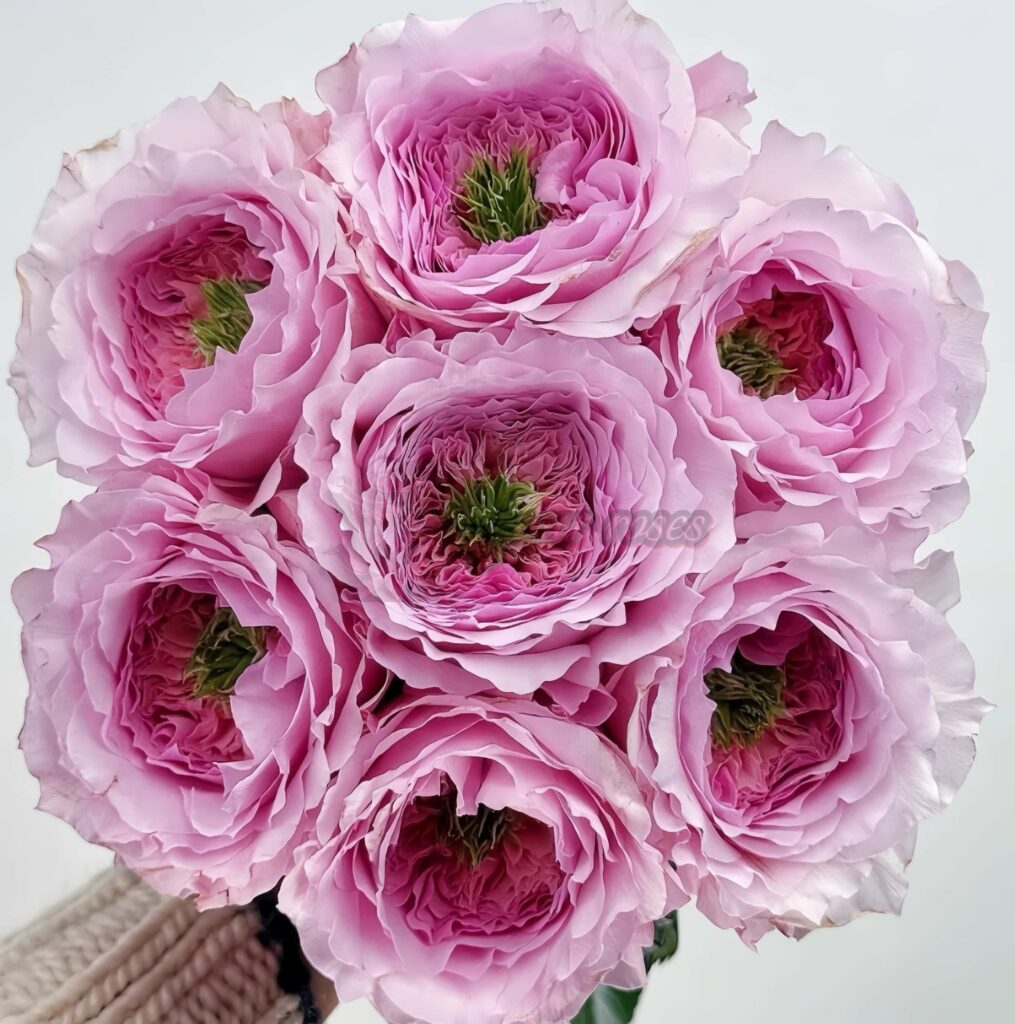 Serendipity Rose Plant|机缘巧合 -