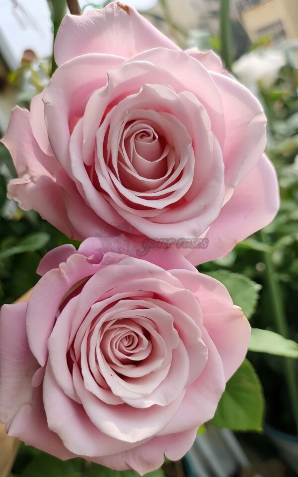 Shy Rose丨Your roses