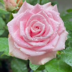 Shy Rose for sale丨Your roses