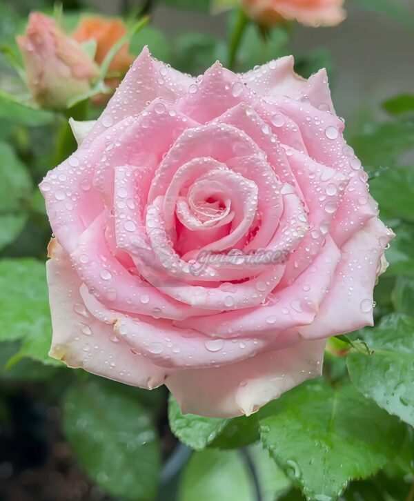 Shy Rose for sale丨Your roses
