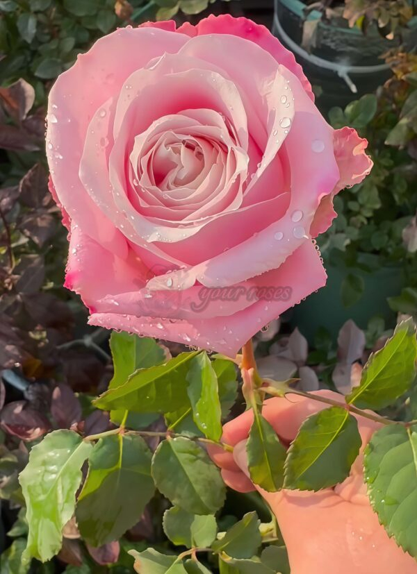 Shy Rose丨Your roses