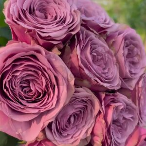 Smokey Eyes Rose for sale丨Your roses