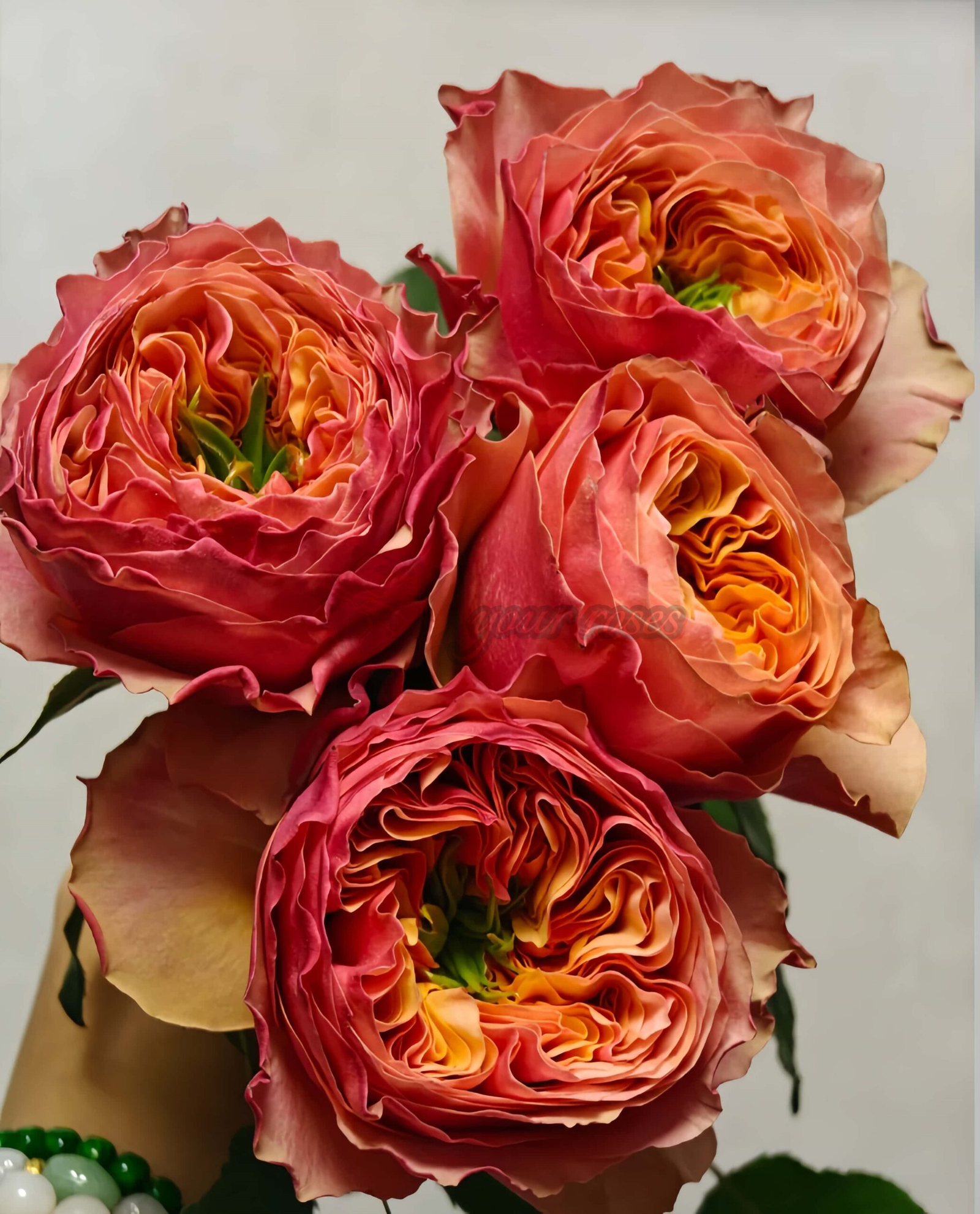 South Park Rose for sale丨Your roses