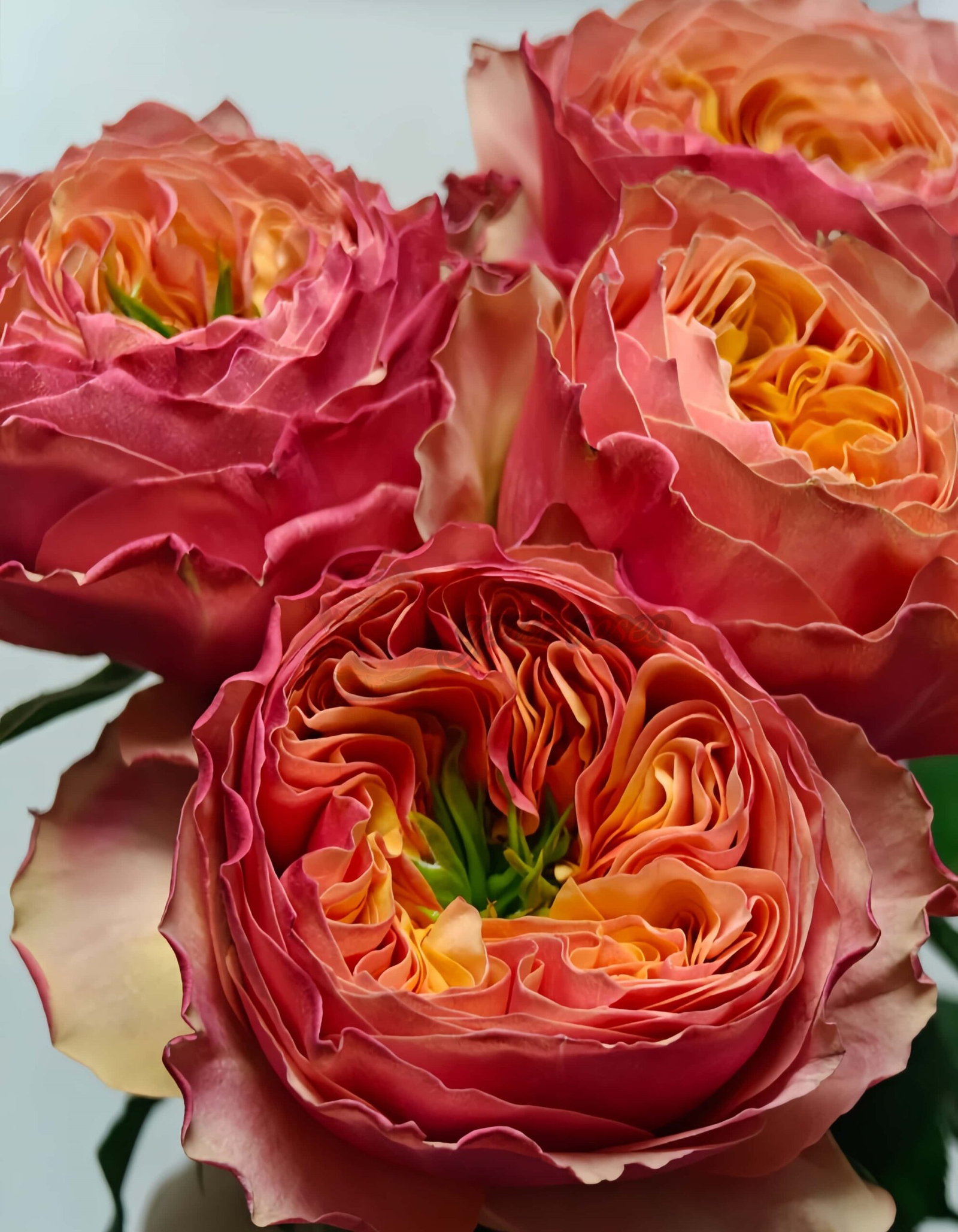 South Park Rose plant丨Your roses