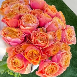 South Park Rose丨Your roses