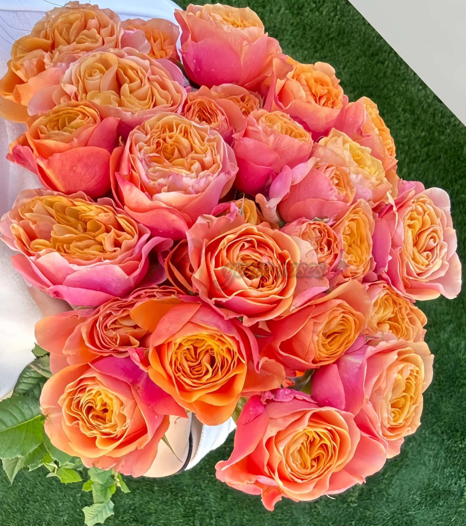 South Park Rose丨Your roses