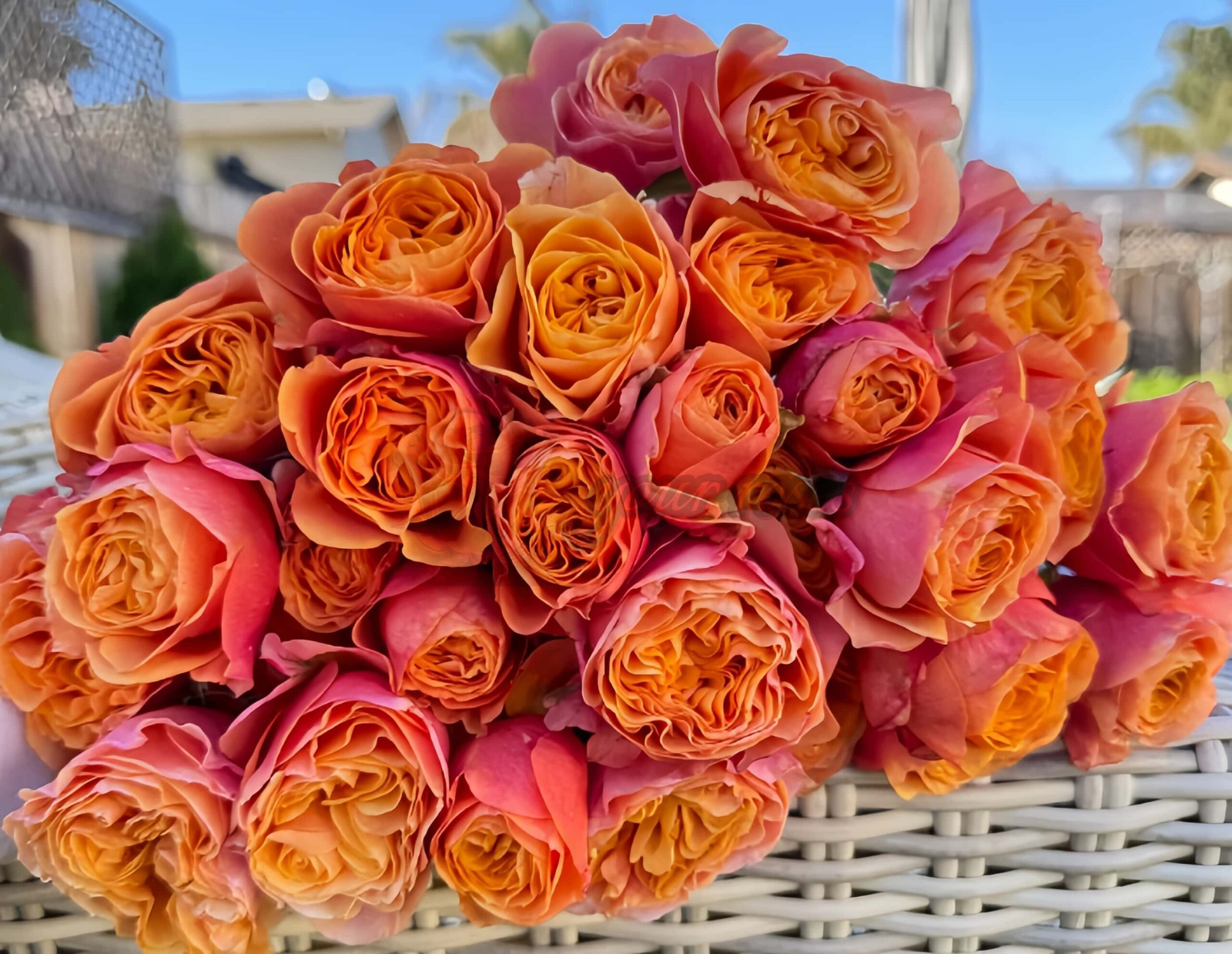 South Park Rose丨Your roses