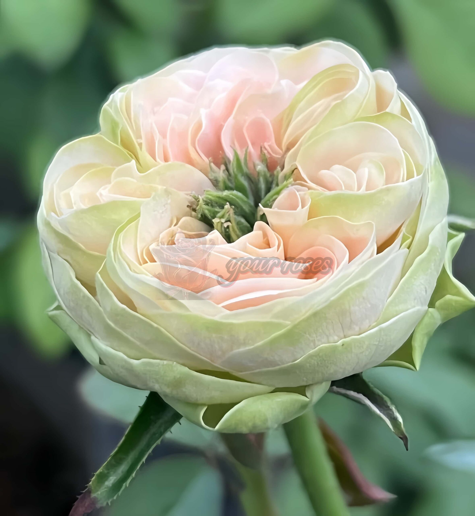 Springfied park Rose丨Your roses