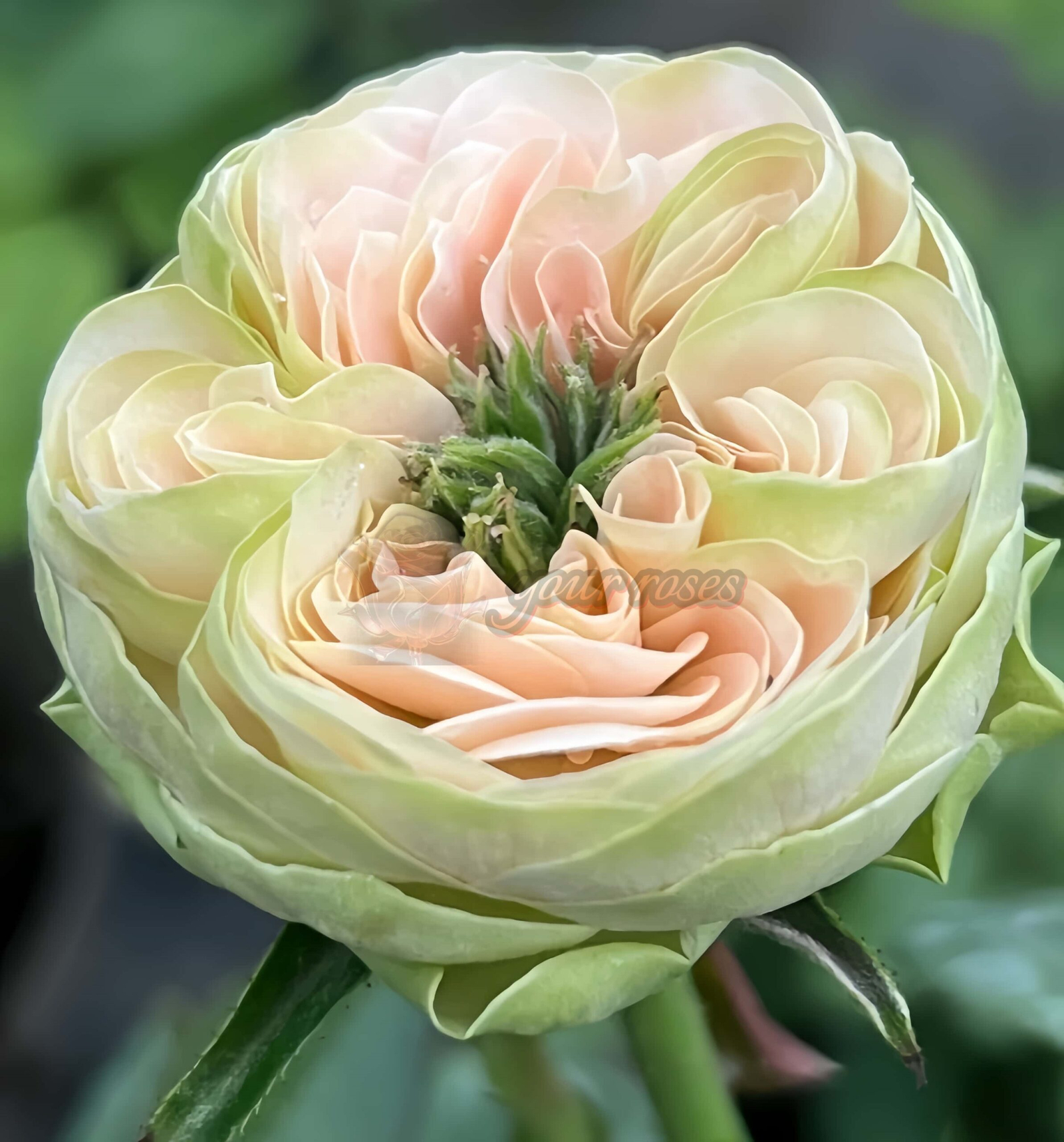 Springfied park Rose plant丨Your roses