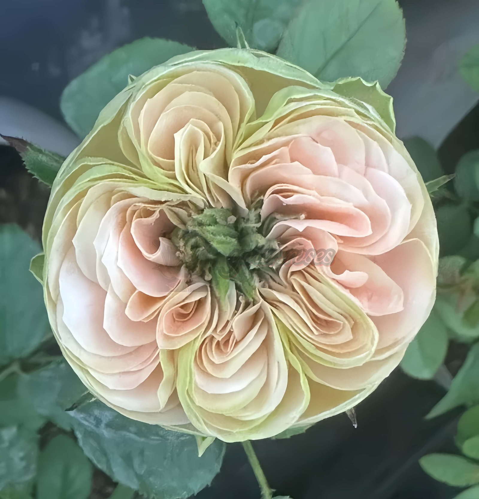 Springfied park Rose丨Your roses