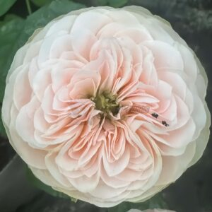 Springfied park Rose for sale丨Your roses