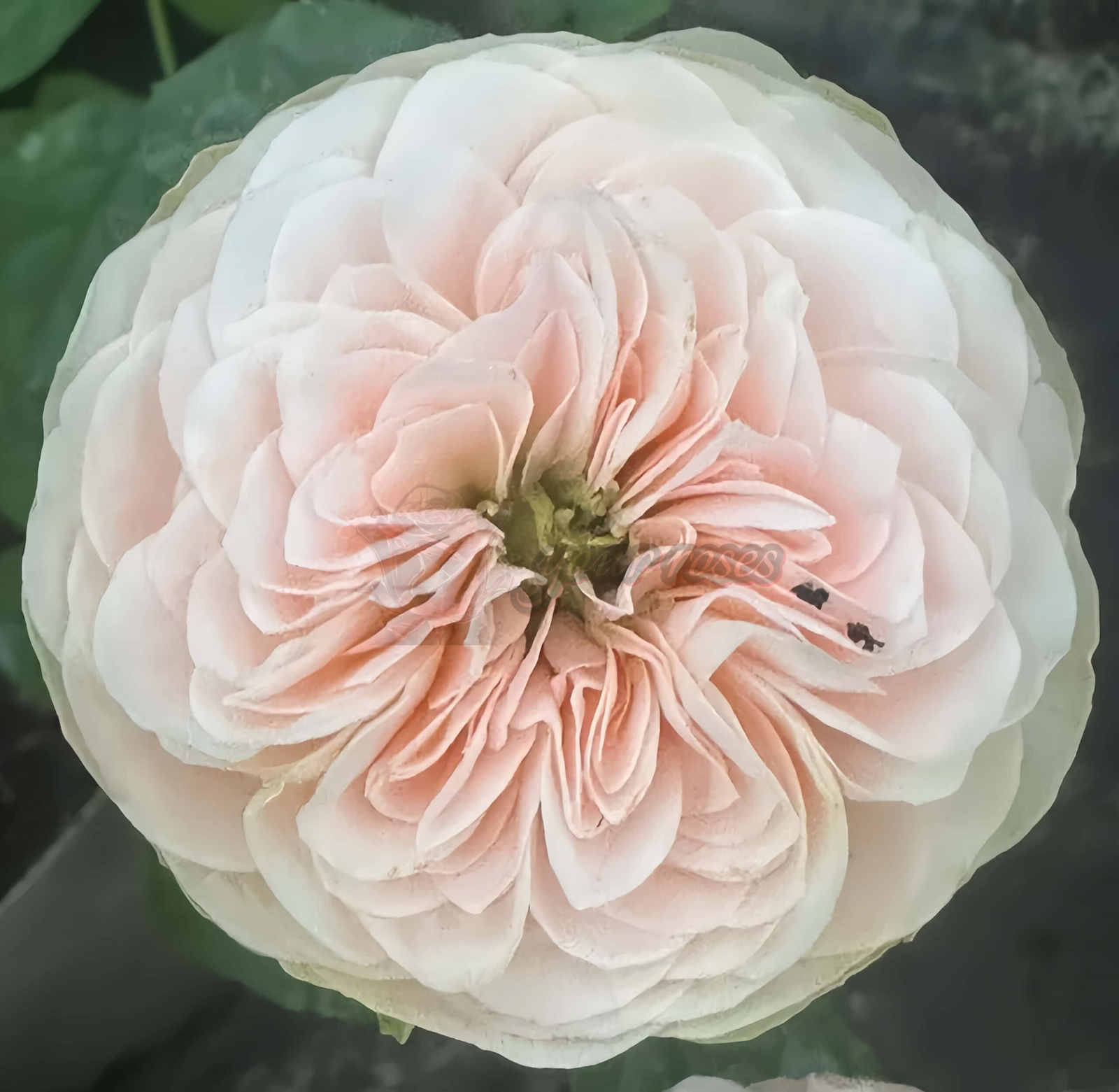 Springfied park Rose for sale丨Your roses