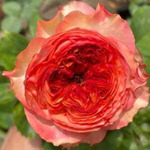 Star Trek Rose plant丨Your roses