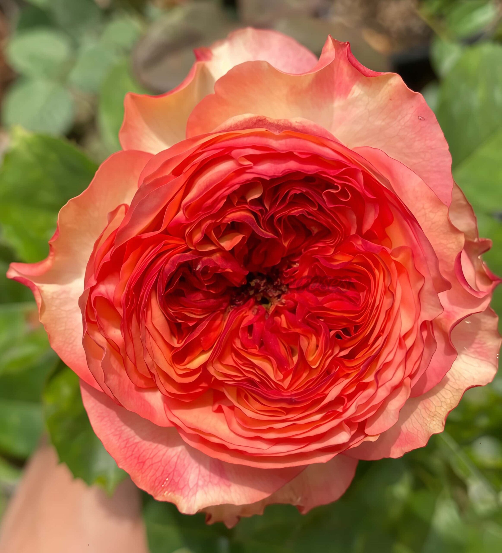 Star Trek Rose plant丨Your roses