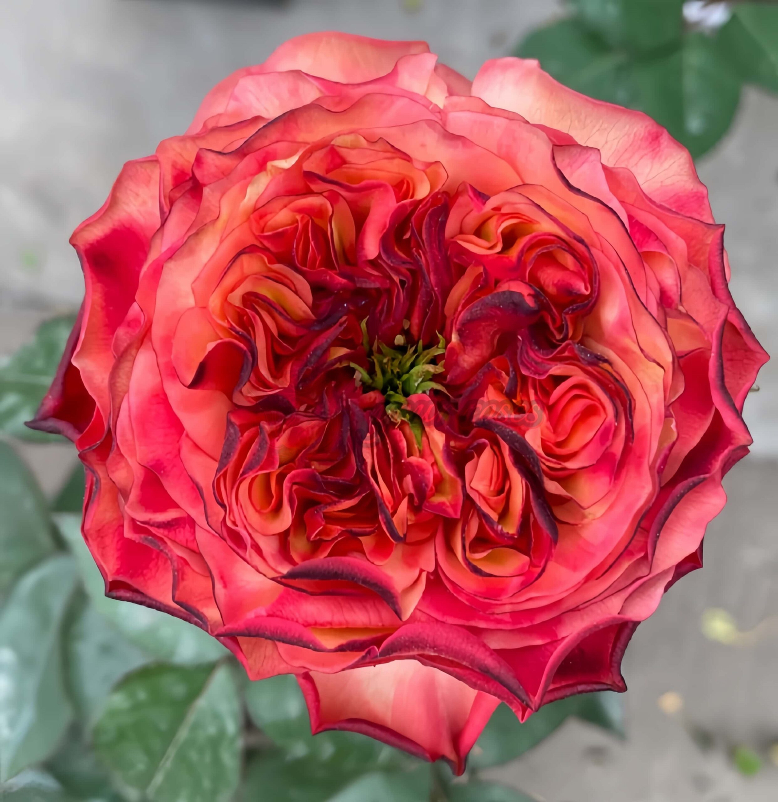 Star Trek Rose丨Your roses