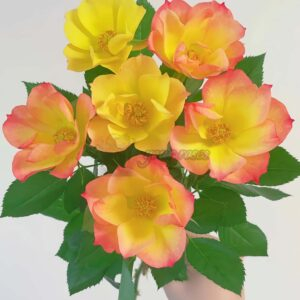 Summer of Love Rose for sale丨Your roses