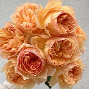 Tsukitohana Rose plant丨Your roses