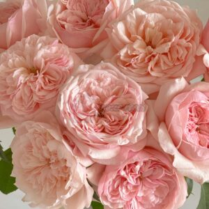 Victorian Pink Rose丨Your roses