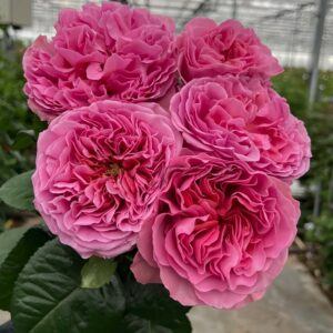 Villa Cerise Rose丨Your roses