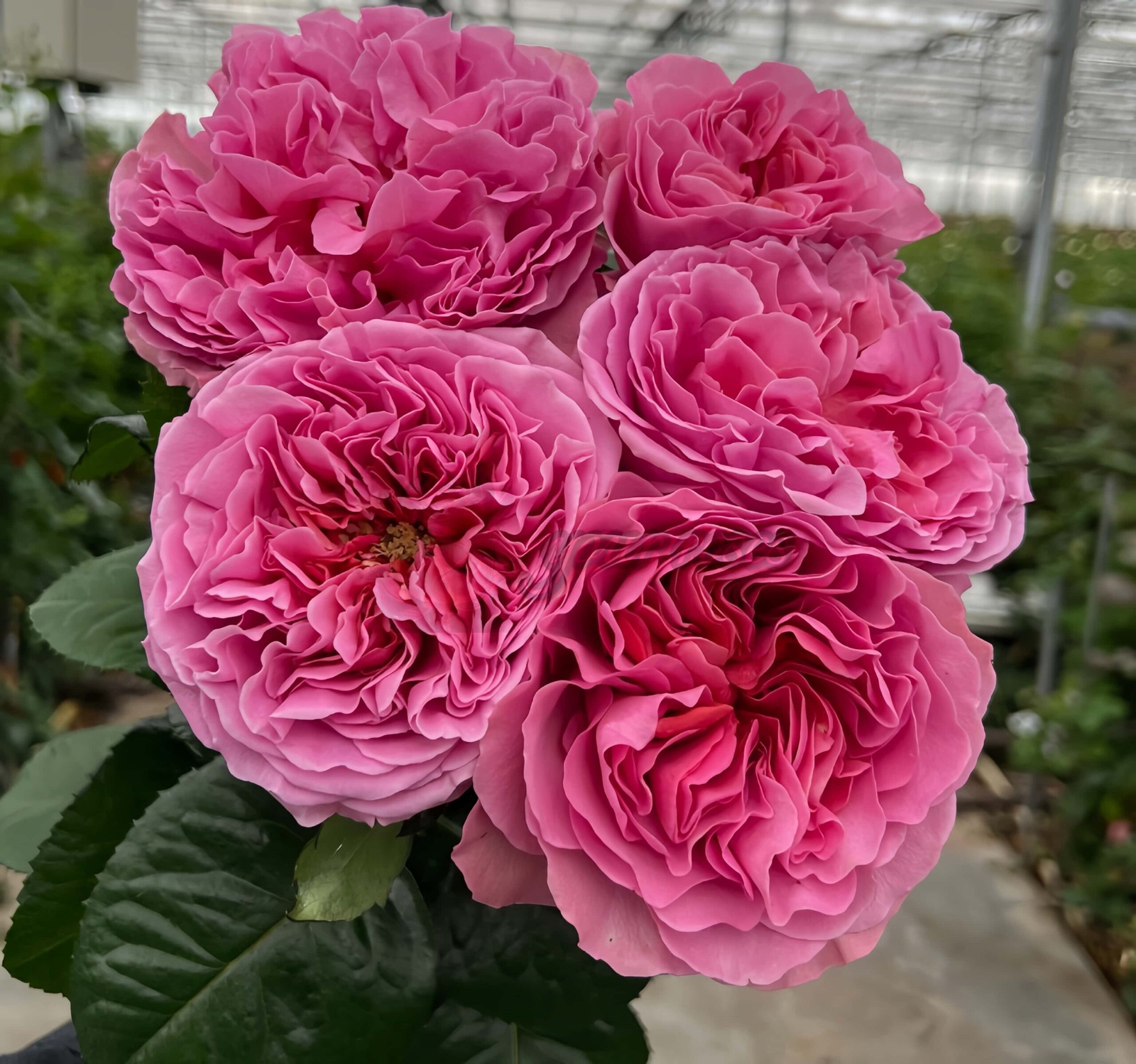 Villa Cerise Rose丨Your roses