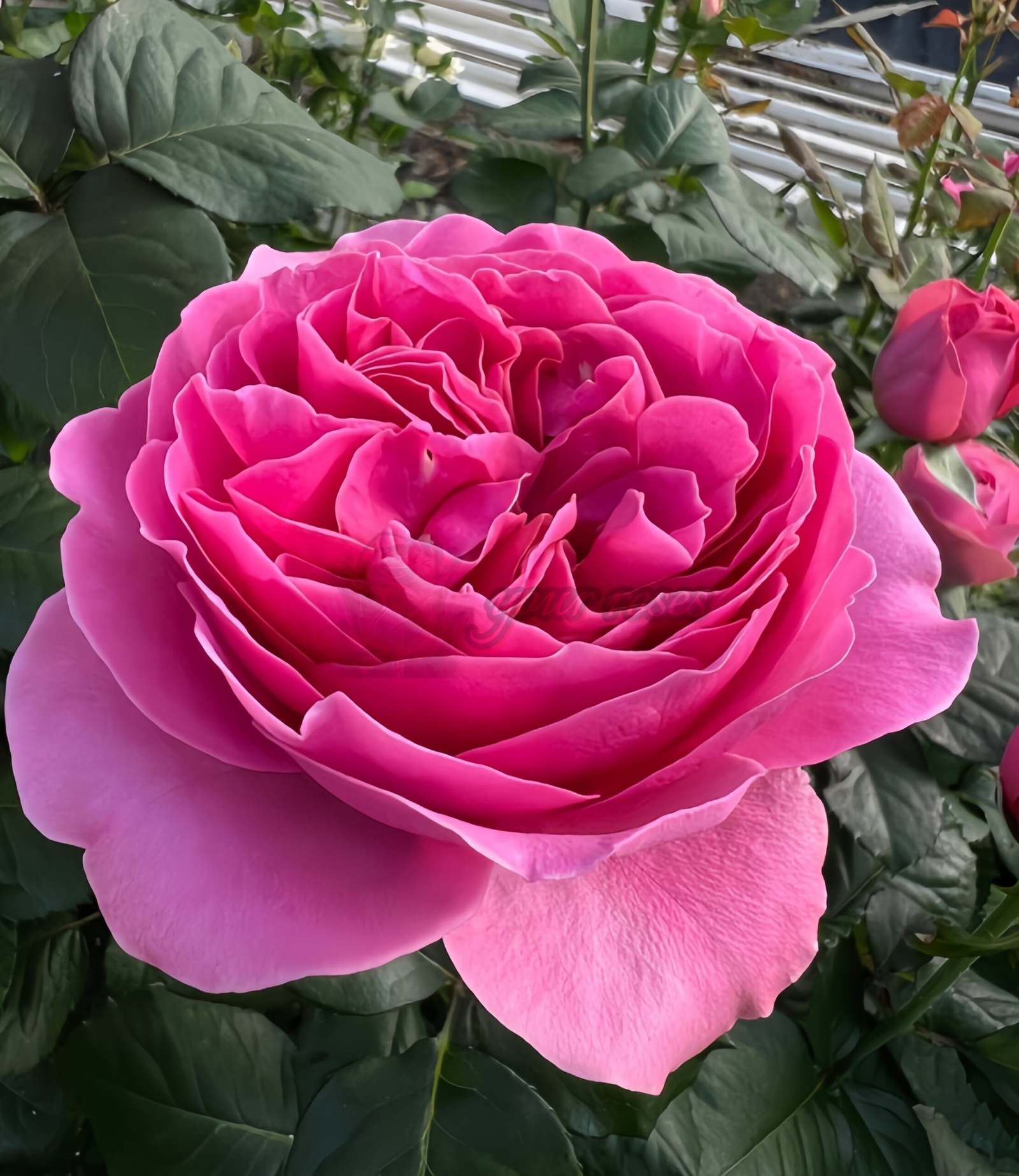 Villa Cerise Rose丨Your roses