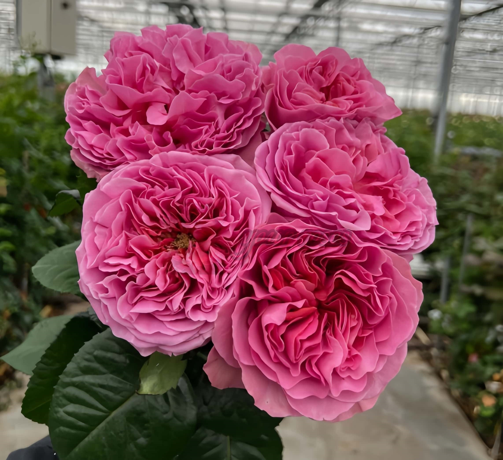 Villa Cerise Rose for sale丨Your roses