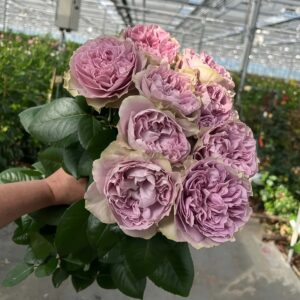 Villa Lila Rose丨Your roses