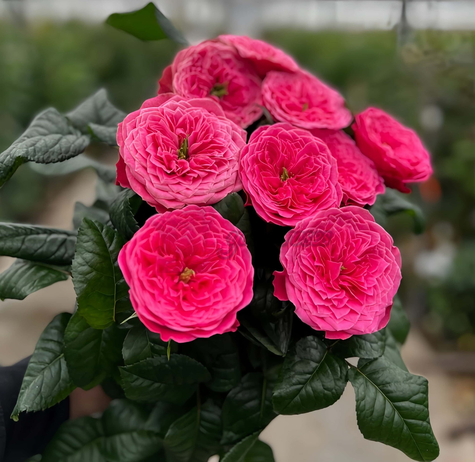 Villa Variola Rose丨Your roses