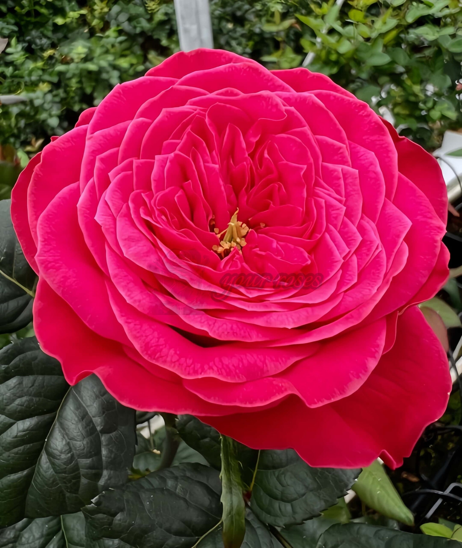 Villa Variola Rose plant丨Your roses